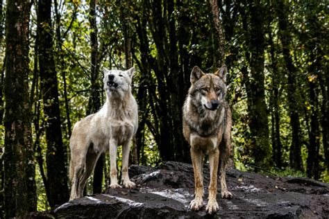 Wolves in Captivity: The Debate surrounding Domestication