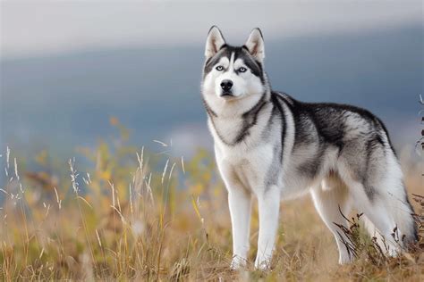 Yearning to Encounter a Majestic Husky Companion