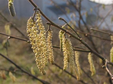 Years Passed: How Many Springs Has Hazel Seen?