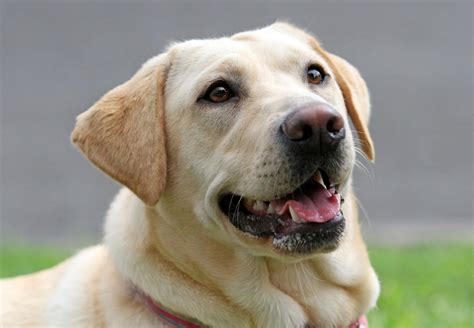 Yellow Labs and Other Animals: Compatibility and Socialization