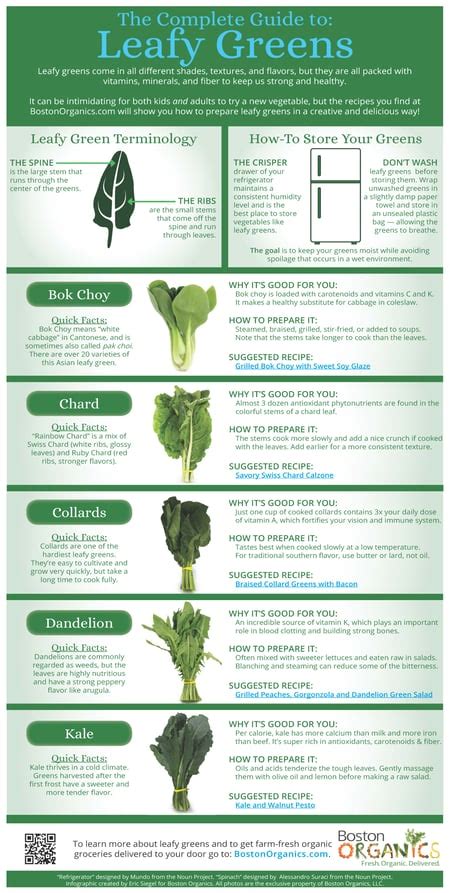 Your Complete Guide to Selecting the Crispest Leafy Greens