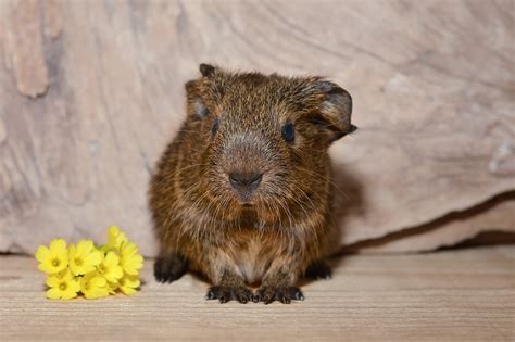 Your Comprehensive Guide to Caring for Young Cavies