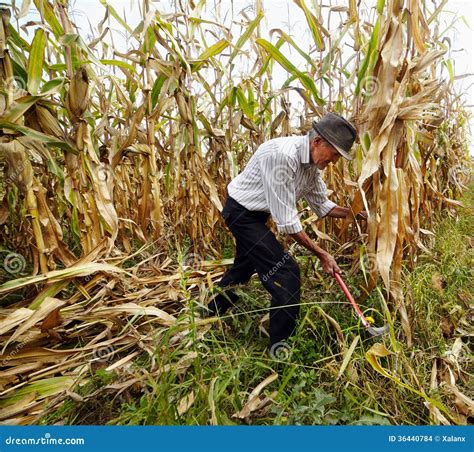 Your Path to a Bountiful Corn Harvest: From Seeding to Reaping