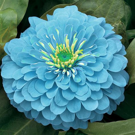 Zinnia Blue: Charity Work